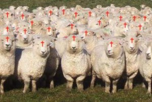 christian-sheep