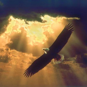 Soaring_eagle_150